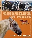 Chevaux et poneys